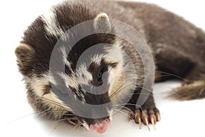 The Javan ferret-badger Melogale orientalis is a mustelid endemic to Java and Bali, Indonesia.