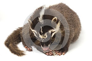 The Javan ferret-badger Melogale orientalis is a mustelid endemic to Java and Bali, Indonesia.