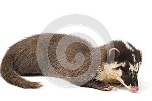 The Javan ferret-badger Melogale orientalis is a mustelid endemic to Java and Bali, Indonesia.