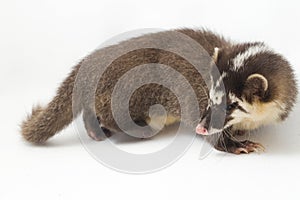 The Javan ferret-badger Melogale orientalis is a mustelid endemic to Java and Bali, Indonesia.