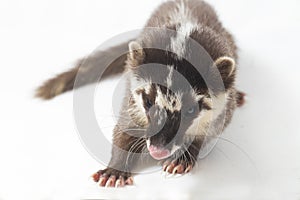 The Javan ferret-badger Melogale orientalis is a mustelid endemic to Java and Bali, Indonesia.