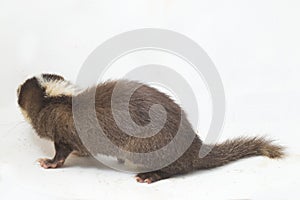 The Javan ferret-badger Melogale orientalis is a mustelid endemic to Java and Bali, Indonesia.