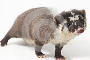 The Javan ferret-badger Melogale orientalis is a mustelid endemic to Java and Bali, Indonesia.