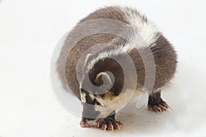 The Javan ferret-badger Melogale orientalis is a mustelid endemic to Java and Bali, Indonesia.