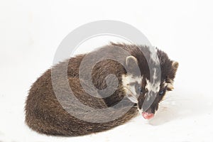 The Javan ferret-badger Melogale orientalis is a mustelid endemic to Java and Bali, Indonesia.