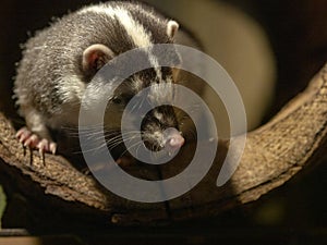 Javan Ferret Badger, Melogale orientalis, peeks out of hiding