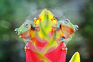 Javan gliding tree frog