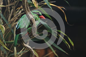 Javan green magpie