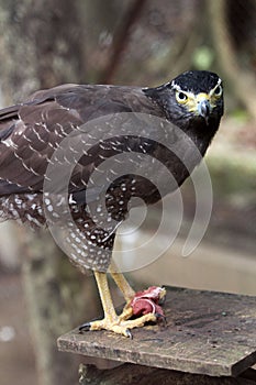 Javan hawk