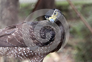 Javan hawk