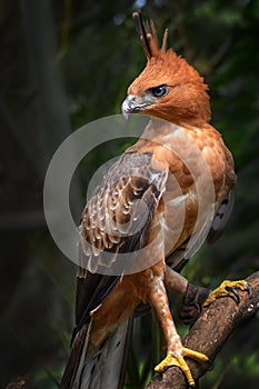 Javan hawk eagle standing at tree branch