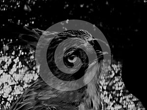 Javan Hawkeagle in Black and White