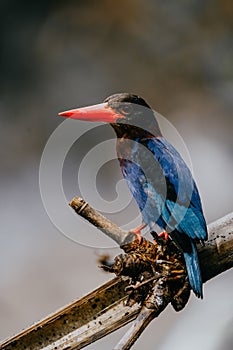 Javan kingfisher has the scientific name Halcyon cyanoventris stalking its prey from a tree.