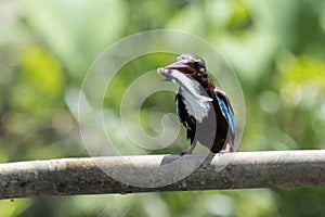 Javan kingfisher is perched on a branch and bringing fresh food from the hunt