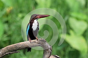 Javan kingfisher is perched on a branch, Javan kingfisher perched on branch
