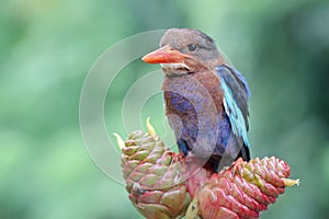 A Javan kingfisher perched on a bush.