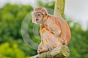 Javan Langur