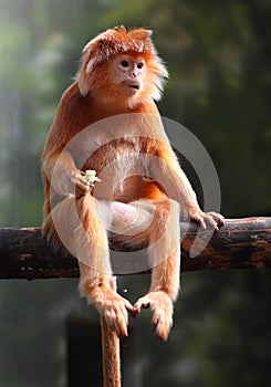 The Javan langur (Trachypithecus auratus).