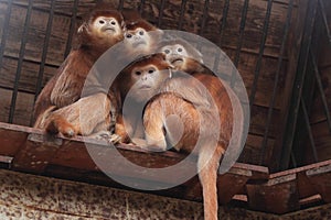 Javan langurs