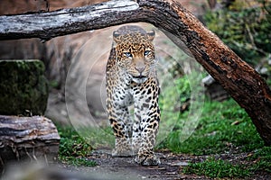 Javan leopard