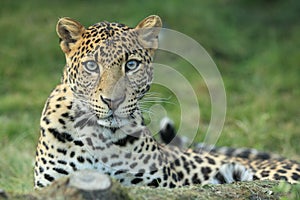 Javan leopard