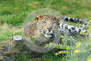 Javan leopard