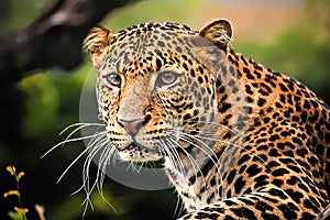 Javan leopard close up