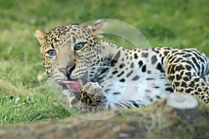 Javan leopard