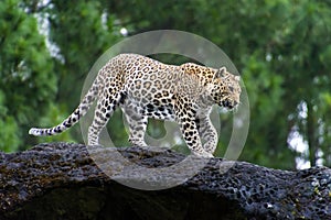 Javan leopard, Panthera pardus melas