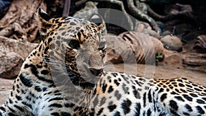 Javan Leopard Panthera pardus melas