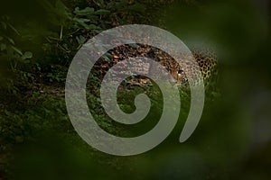 Javan leopard, Panthera pardus melas, in the nature habitat, Java island in Indonesia, Asia. Wild cat hidden in the green