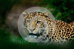 Javan leopard, Panthera pardus melas, portrait of cat