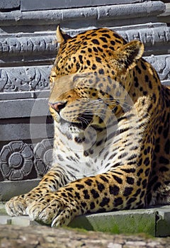Javan leopard Panthera pardus melas sleeping in the sun