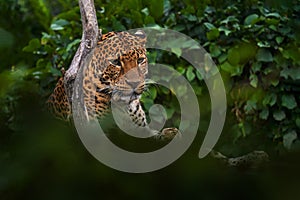 Javan leopard, Panthera pardus melas, wild cat to the Indonesian island of Java. Hidden leopard portrait in the nature habitat,