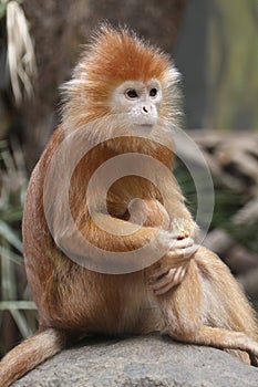 Javan lutung