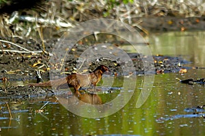 Javan Luwak - Herpestes javanicus