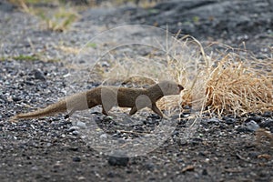 Javan mongoose (Herpestes javanicus) Big Island Hawaii ,USA photo