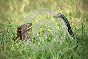 Javan Mongoose or Small asian mongoose (Herpestes javanicus) fighting with Javanese cobra on the green grass photo