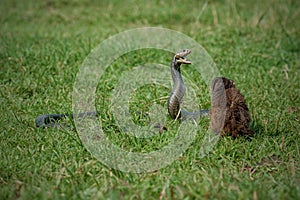 Javan Mongoose or Small asian mongoose (Herpestes javanicus)