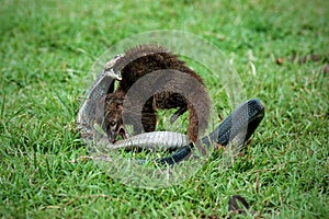 Javan Mongoose or Small asian mongoose (Herpestes javanicus)