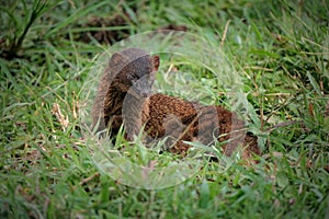 Javan Mongoose or Small asian mongoose (Herpestes javanicus) fighting with Javanese cobra on the green grass