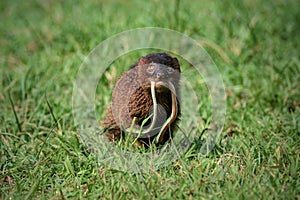 Javan Mongoose or Small asian mongoose (Herpestes javanicus) fighting with Javanese cobra on the green grass