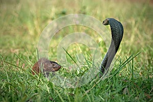 Javan Mongoose or Small asian mongoose (Herpestes javanicus) fighting with Javanese cobra on the green grass