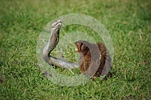 Javan Mongoose or Small asian mongoose (Herpestes javanicus) fighting with Javanese cobra on the green grass