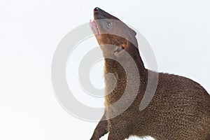 Javan Mongoose or Small asian mongoose Herpestes javanicus isolated on white background photo