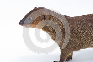 Javan Mongoose or Small asian mongoose Herpestes javanicus isolated on white background photo