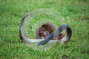 Javan Mongoose or Small asian mongoose (Herpestes javanicus) photo
