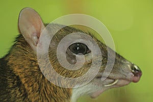 Javan mouse deer