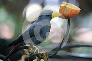 The Javan myna Acridotheres javanicus, also known as the white-vented myna or Jalak Kebo in a branch with eating apple.