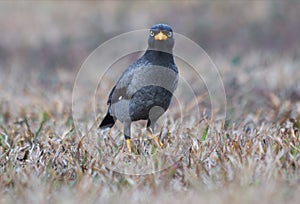 The Javan myna Acridotheres javanicus is a species of myna. It is a member of the starling family. mainly black photo